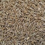 Cumin Seeds 500g