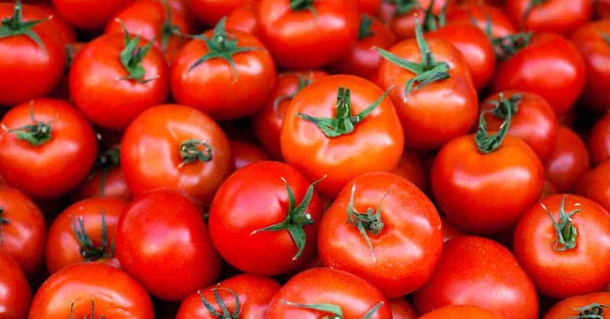 tomatoes 1200x628 facebook 1200x628 1 1